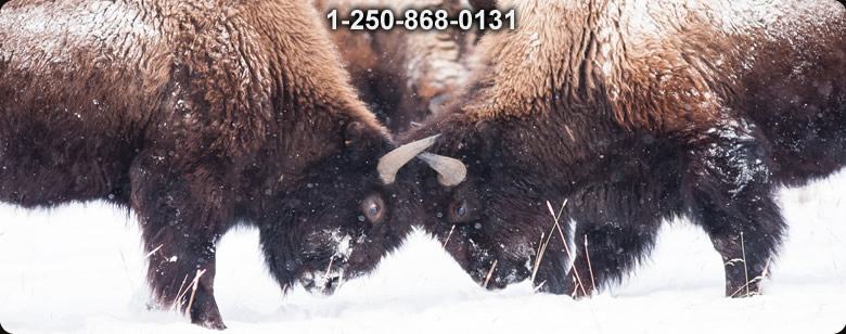 Sasta Wool Pants from Finland - Bushcraft Ontario