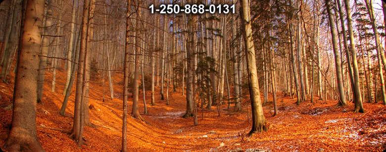 Bushcraft Ontario photo