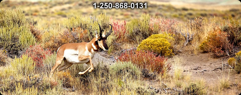 Bushcraft Ontario photo