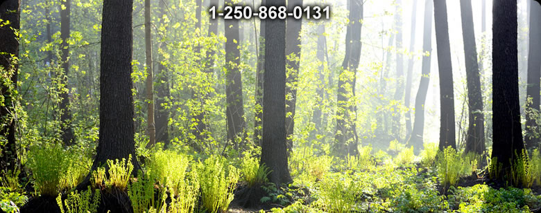 Bushcraft Ontario photo