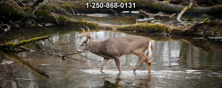 Bushcraft Ontario photo