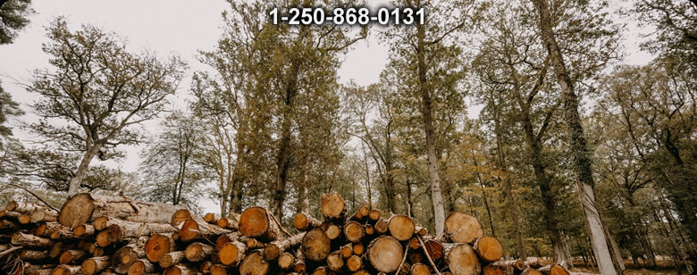 Bushcraft Ontario photo