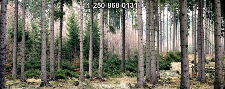 Bushcraft Ontario photo