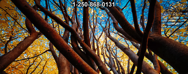 Bushcraft Ontario photo