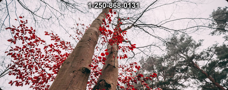 Bushcraft Ontario photo